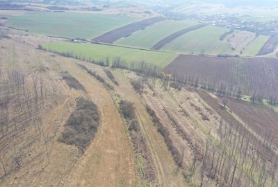 Teren agricol de 5500 mp, în Ciugud - 1