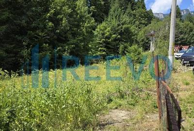 Teren Izvorul Muntelui, Bicaz, la baza traseelor de la Varful Toaca - 4