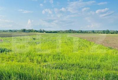 Teren 5500mp extravilan,Sat Dimoiu - 6