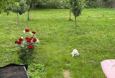 Casă cu 4 camere cu Teren 250 Mp în Cristian - 10