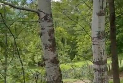 Teren de 2050 mp, în Bărbătești - 4