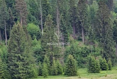 Teren Construcții intravilan de 4698 mp, în Poiana Brașov - 4