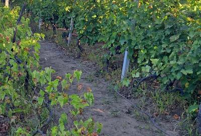 Galati Beresti - De vanzare 1 hectar plantatie de vita de vie si casa cu utilitati - 20