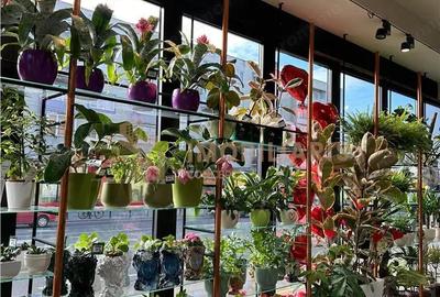 Afacere la cheie - Florarie cu traditie, pozitionata central - 8