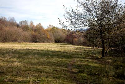 Teren Construcții intravilan de 2500 mp, în Tohănița - 8