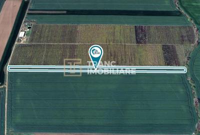 Teren agricol extravilan de 10057 mp, în Zimandu Nou - 1