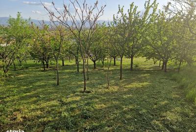 Spațiu comercial, în Șura Mare - 5