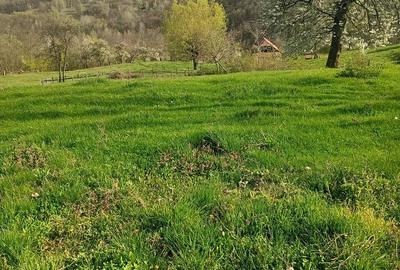 Teren de 8000 mp, în Meteș - 6