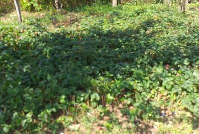 Casă cu 2 camere cu Teren 1939 Mp în Ghioroc - 1