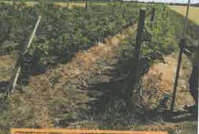 Teren de 1200 mp, în Pietroasele - 5