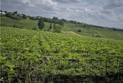 Teren intravilan de 2000 mp, în Moara Nica - 7