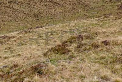 Spațiu comercial, în Cresuia - 8