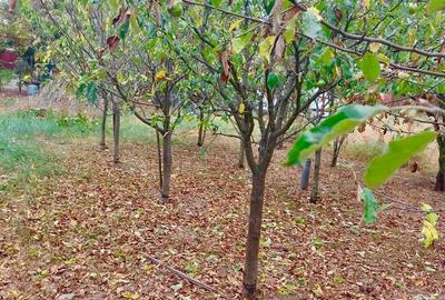 Casă cu 6 camere în Iezureni - 3