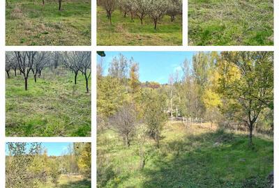 Teren de 6000 mp, în Stoilești - 2