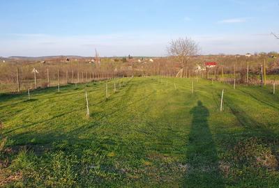 Spațiu comercial, în Petrovaselo - 2