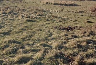 Teren de 455 mp, în Borhanci