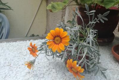 Inchiriez camera spa?ioasa in interiorul unei case la curte Bucure?tii Noi - 3