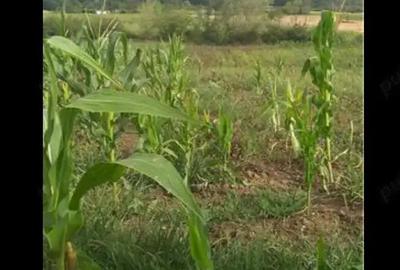 Teren de 3750 mp, în Husasău de Tinca