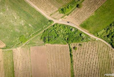 Teren extravilan - 3654 mp Dealul ?iriei - 2