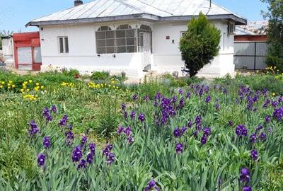 Casa 3 camere - Zorile Comuna Gradinari - 3