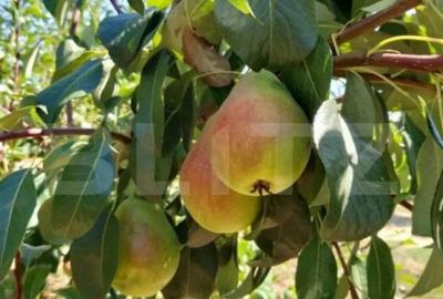 Teren de 2600 mp, în Central - 2