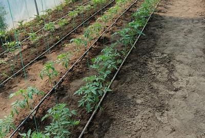 Casă cu 2 camere cu Teren 1440 Mp în Exterior Vest - 10