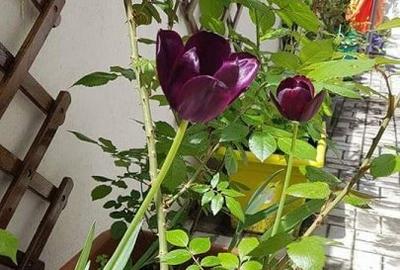 Proprietar -2Cam-Decebal- Gradina proprie 60mp - 14