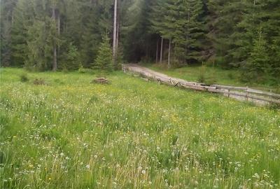 Teren de 6000 mp, în Ghețari - 2