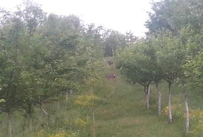 Casă cu 4 camere în Bărbătești - 2