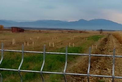 Teren agricol intravilan de 47700 mp, în Dobolii de Jos - 3