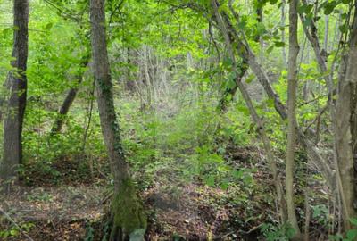 Teren de 2000 mp, în Feleacu - 8