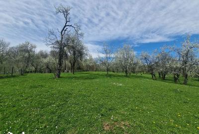 Teren de 3500 mp, în Ghioșești - 2