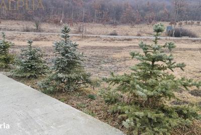 Spațiu comercial, de 1,300 mp, în Blăjenii de Sus - 3