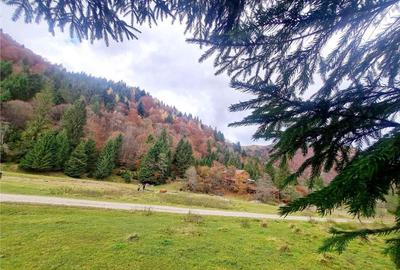 Teren intravilan panoramic 4.600mp,view iconic Piatra Craiul - 17