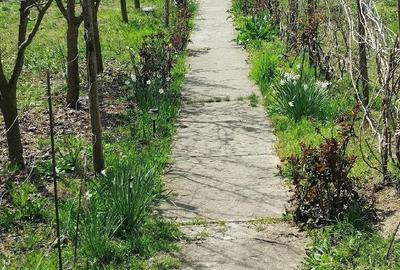 Casă cu 3 camere cu Teren 1650 Mp în Racovițeni - 1