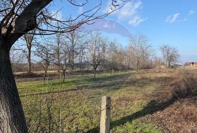 Teren Construcții intravilan de 2300 mp, în Petrești - 4