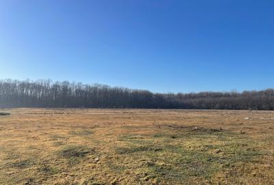 Pipera -Padurea Baneasa 5000m -C.U. Pipera -Padurea Baneasa 5000m -C.U. - 3