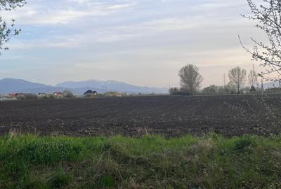 Teren 50000mp Extravilan-Intrare Halchiu-Cod 4486 - 2
