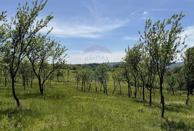 Teren agricol intravilan de 55600 mp, în Codru Butesii - 17