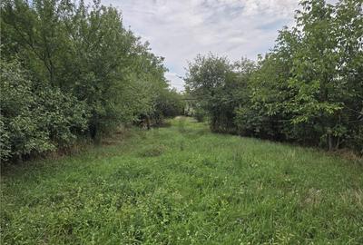 RECO IMOBILIARE CASA BATRANEASCA TINCA - 22