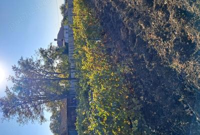 Casă cu 3 camere cu Teren 1354 Mp în Segarcea - 3