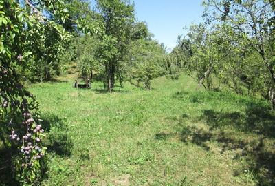 Teren de 4000 mp, în Drăgăneasa - 1