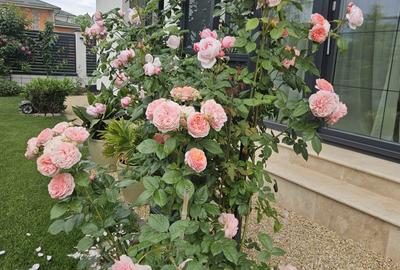 Vila superba in Paradisul Verde Corbeanca - 8