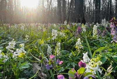 Direct Proprietar | Studio Modern in Greenfield Residence – Langa Padurea Baneas - 9