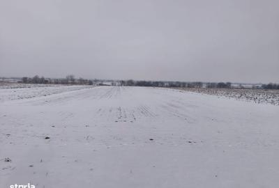 Teren de 6000 mp, în Horodnic - 3