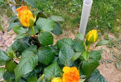 Teren +casa de vacanta - 2