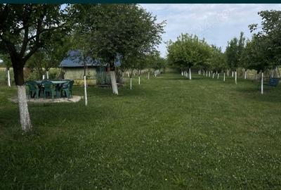 Teren de 10000 mp, în Pișchia - 2