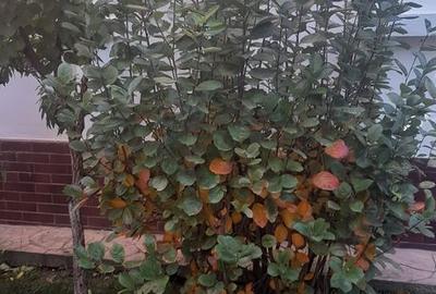 Casă cu 5 camere cu Teren 300 Mp în Central - 4