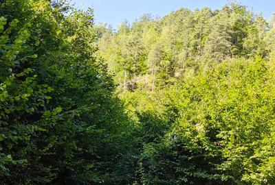 250 Ha TEREN PADURE pe VALEA OLTULUI, in Balota- Racovita, jud. Valcea, acces DE - 10