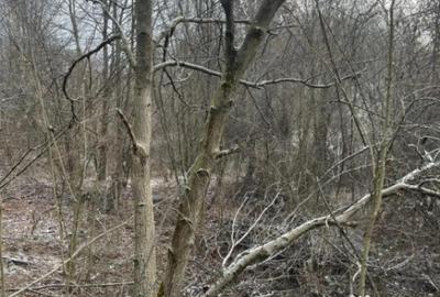 Teren de 866 mp, în Tăuții-Măgherăuș - 2